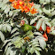 Red-masked parakeet