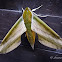 Yam Hawk Moth