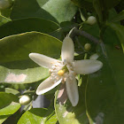 Lemon flower