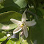 Lemon flower