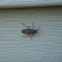 Box Elder Bug