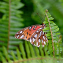 Gulf Fritillary