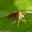 Stink bug