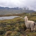 Llama