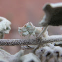 Ambush Bug