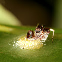 Jumping Spider (Female)