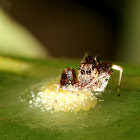 Jumping Spider (Female)