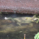 Common Snapping Turtle