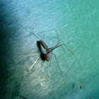 Cellar Spider