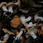 hydnum rufescens