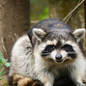 Raccoon