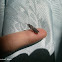 black soldier fly