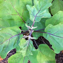 Egg plant