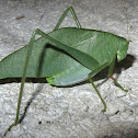 Katydid