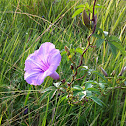 Morning glory