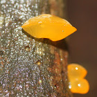 Jelly fungus