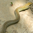 Cazadora - Boddaert's Tropical Racer