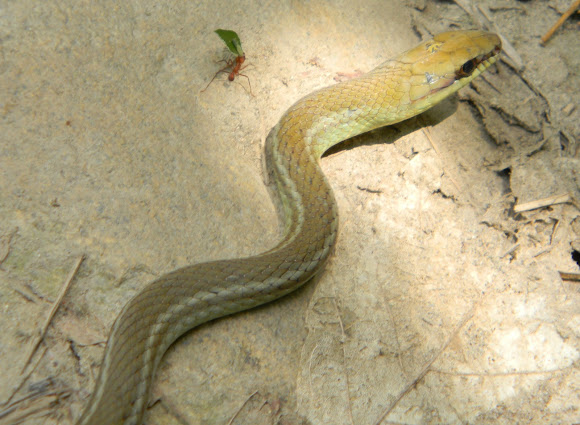 Spotting Image 1