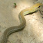 Cazadora - Boddaert's Tropical Racer