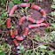 Coral Snake - Serpiente Coral