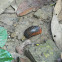 Pill Millipede