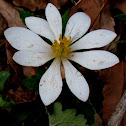 Bloodroot