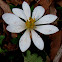 Bloodroot