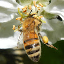 Honeybee