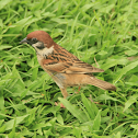 Eurasian Tree Sparrow
