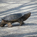 Common Snapping Turtle