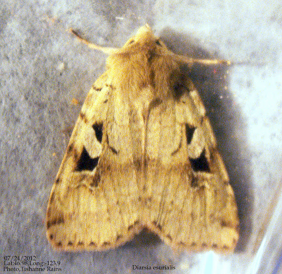 Spotting Image 1