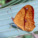 Little Banner Butterfly