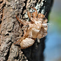 Cicada Exoskeleton