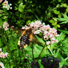 Broad-bordered Bee Hawk-moth
