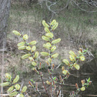 American Pussy Willow