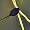 Common toad tadpole