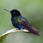 Velvet-purple Coronet