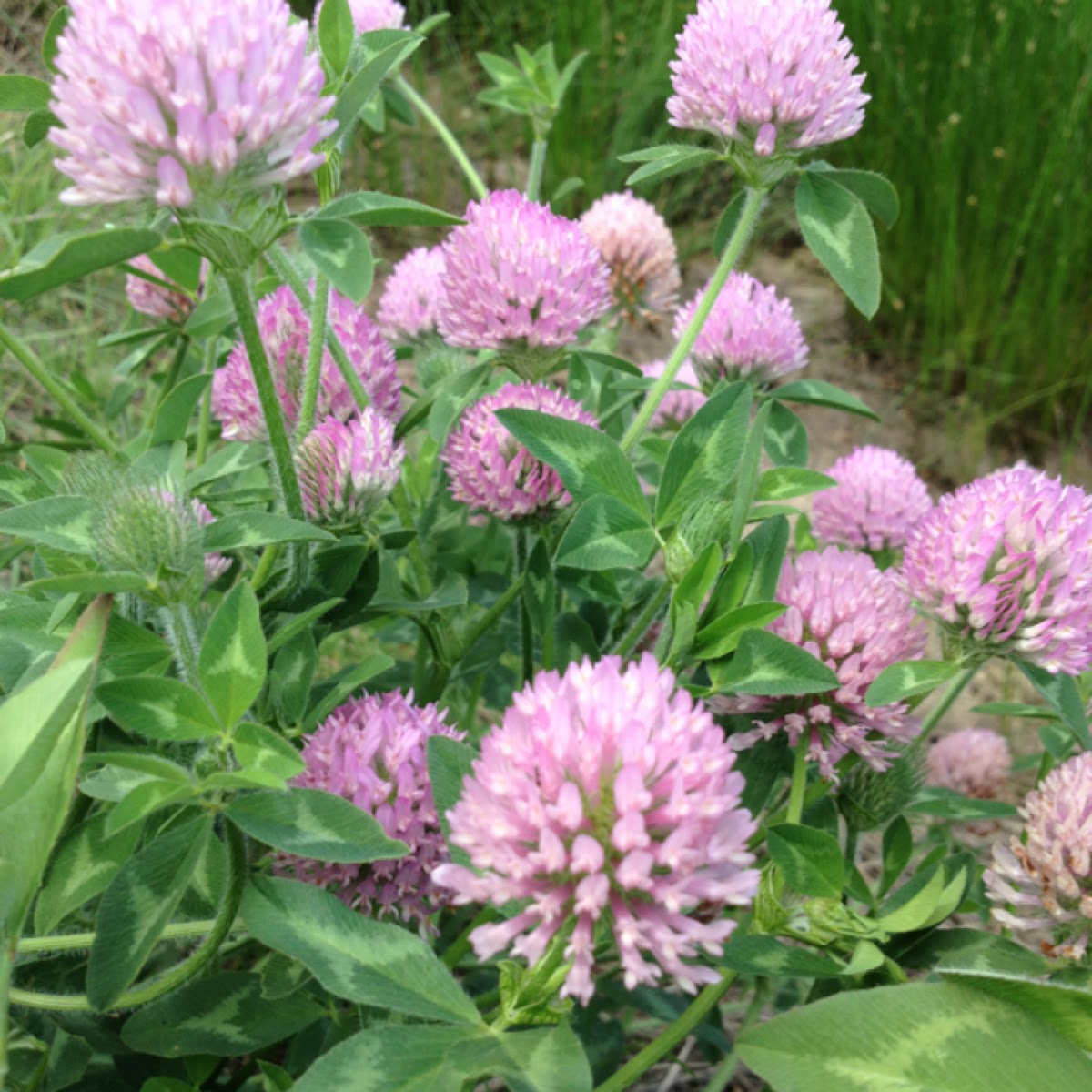 Clover