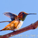 Rufous Hummingbird