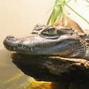 Spectacled Caiman
