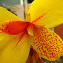 Yellow king humbert