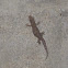 mourning gecko