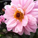 Dahlia