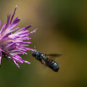 Small Carpenter Bee