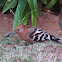 African Hoopoe