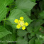 Lantana