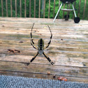 Golden Orb Weaver