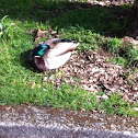 Mallard