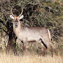 Waterbuck