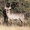 Waterbuck